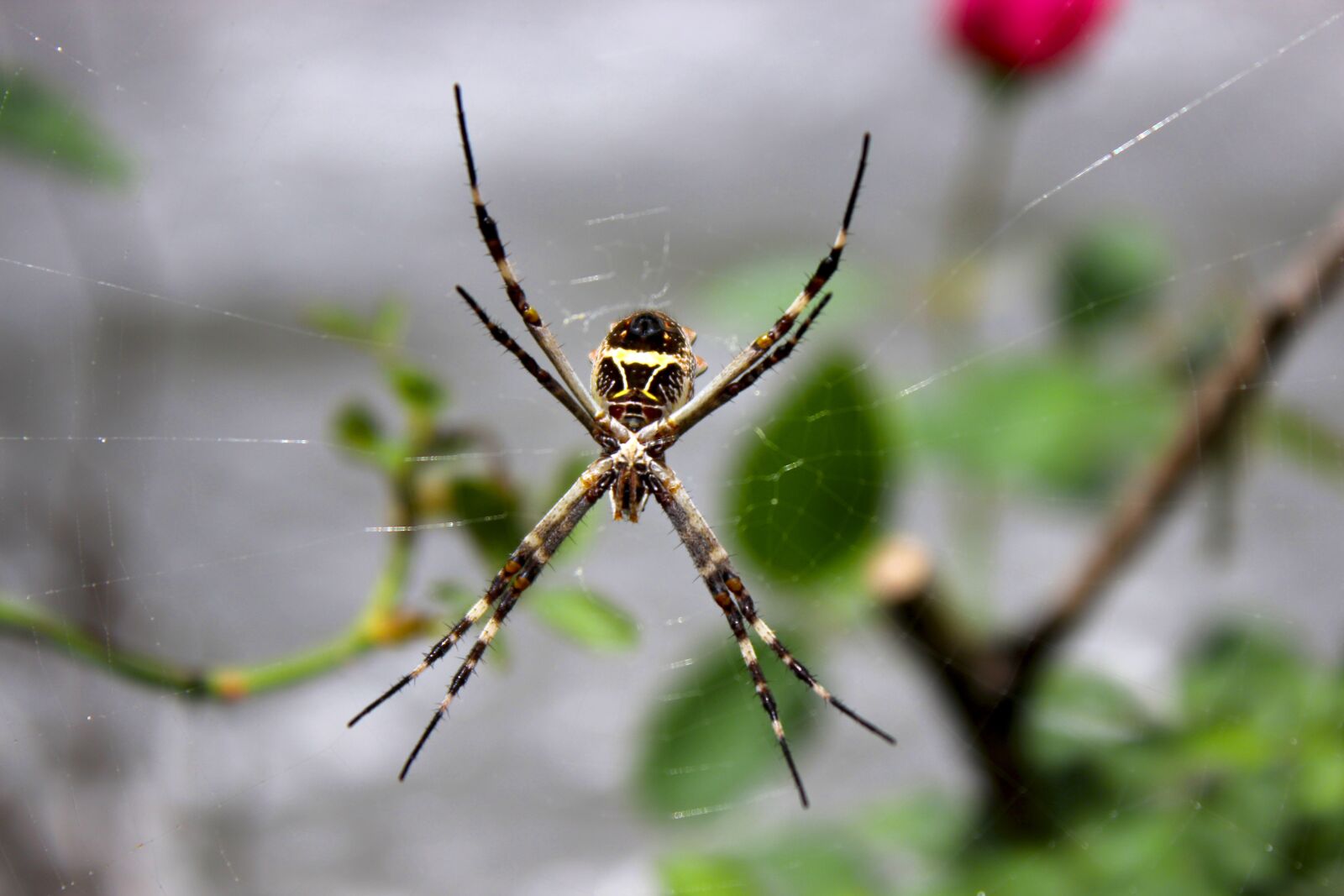 Canon EOS 600D (Rebel EOS T3i / EOS Kiss X5) sample photo. Spider, garden, nature photography