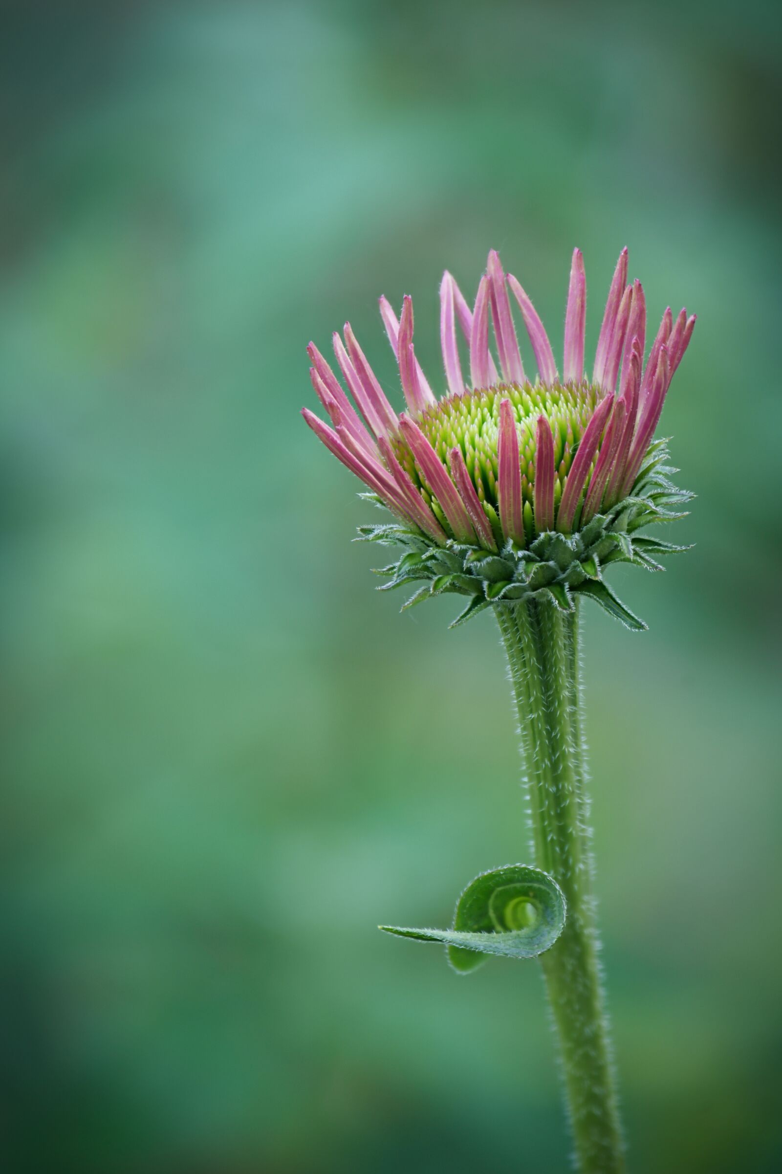 Nikon Z6 sample photo. Coneflower, echinacea, flower photography