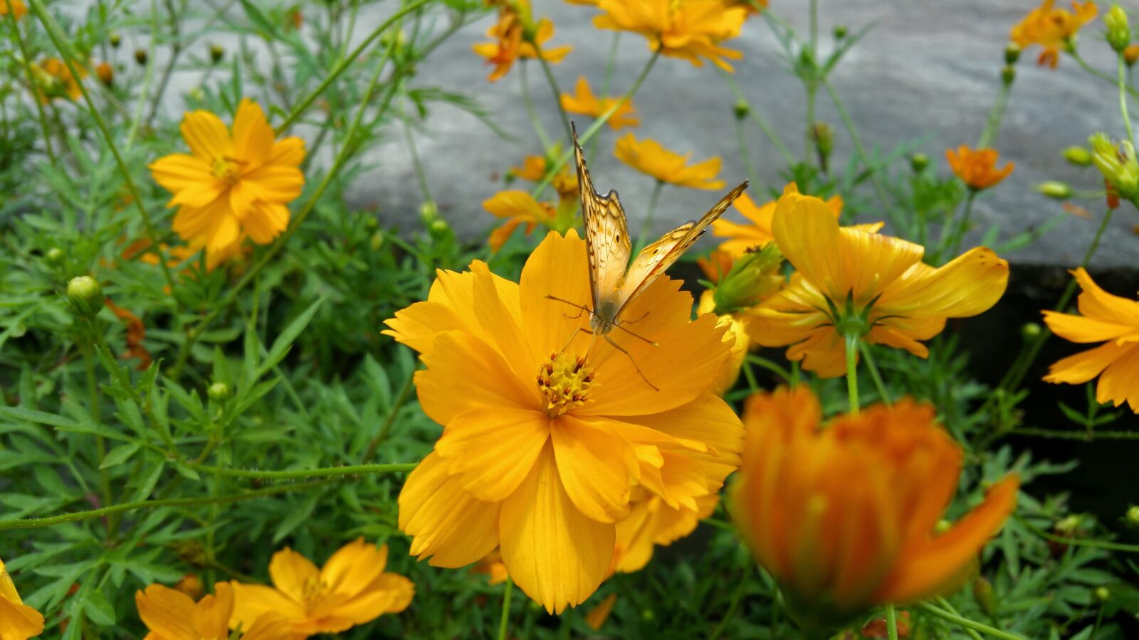Samsung Galaxy Note4 sample photo. Butterfly, yellow, golden photography