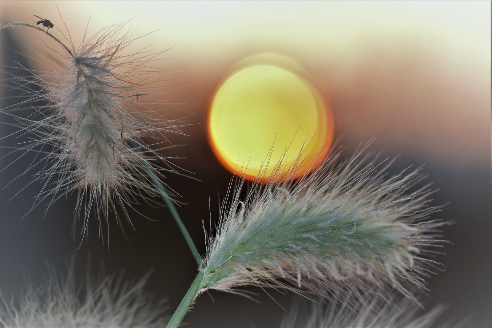 Nikon D5500 sample photo. Grasses, blade of grass photography