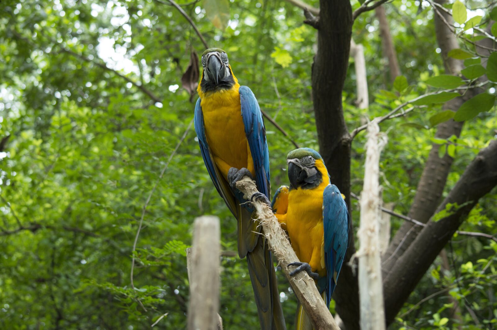 Nikon D3200 sample photo. Parrot, macaw, blue photography