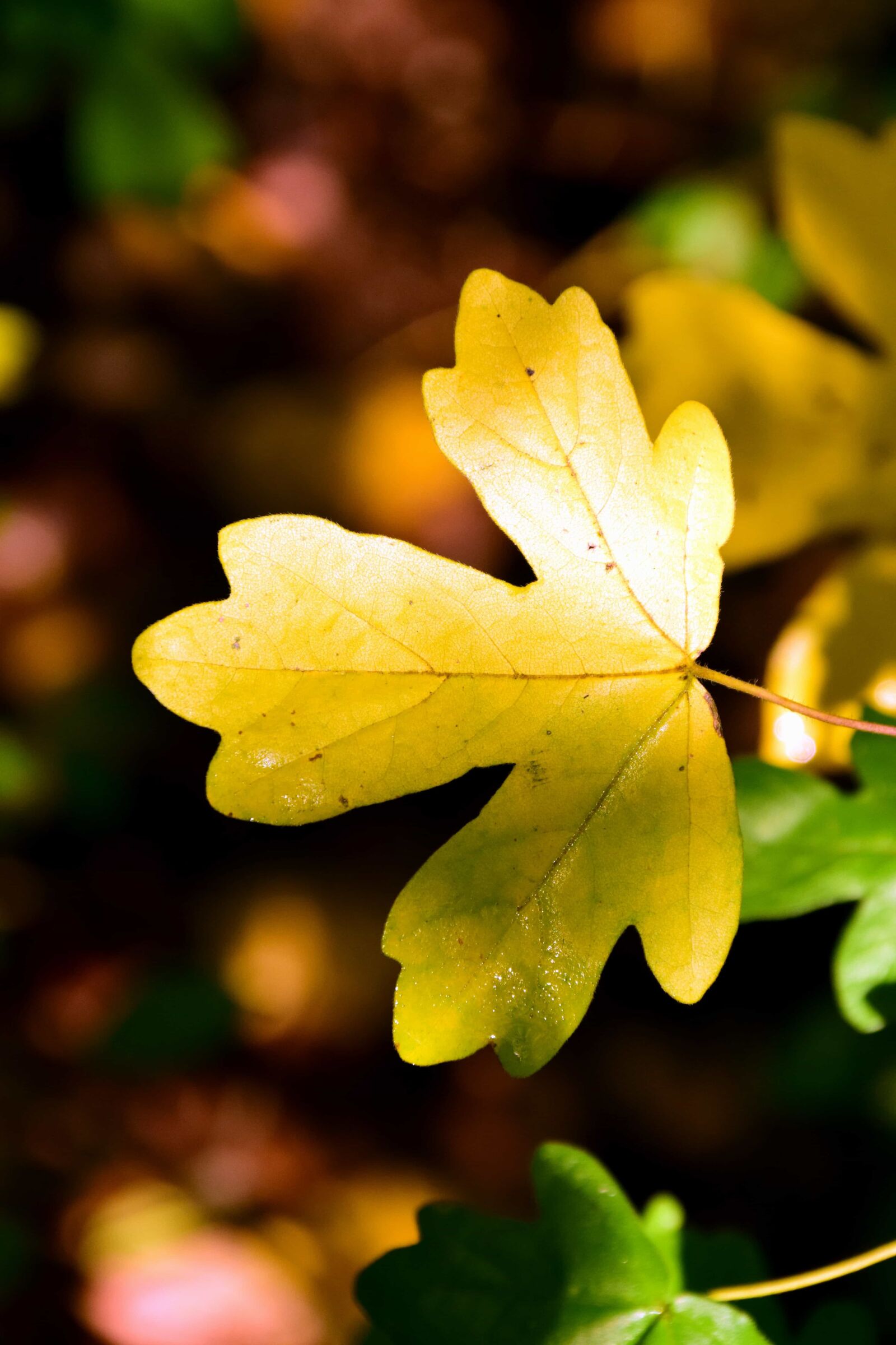 Nikon D3300 sample photo. Oak, plant, tree, foliage photography