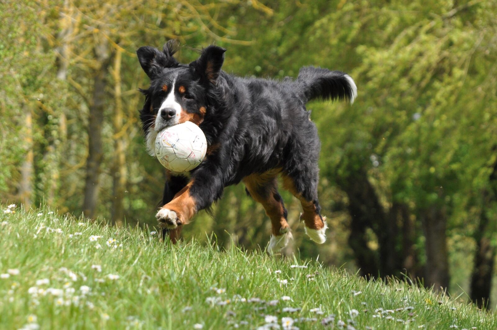 Nikon D90 sample photo. Dog, domestic animal, animal photography
