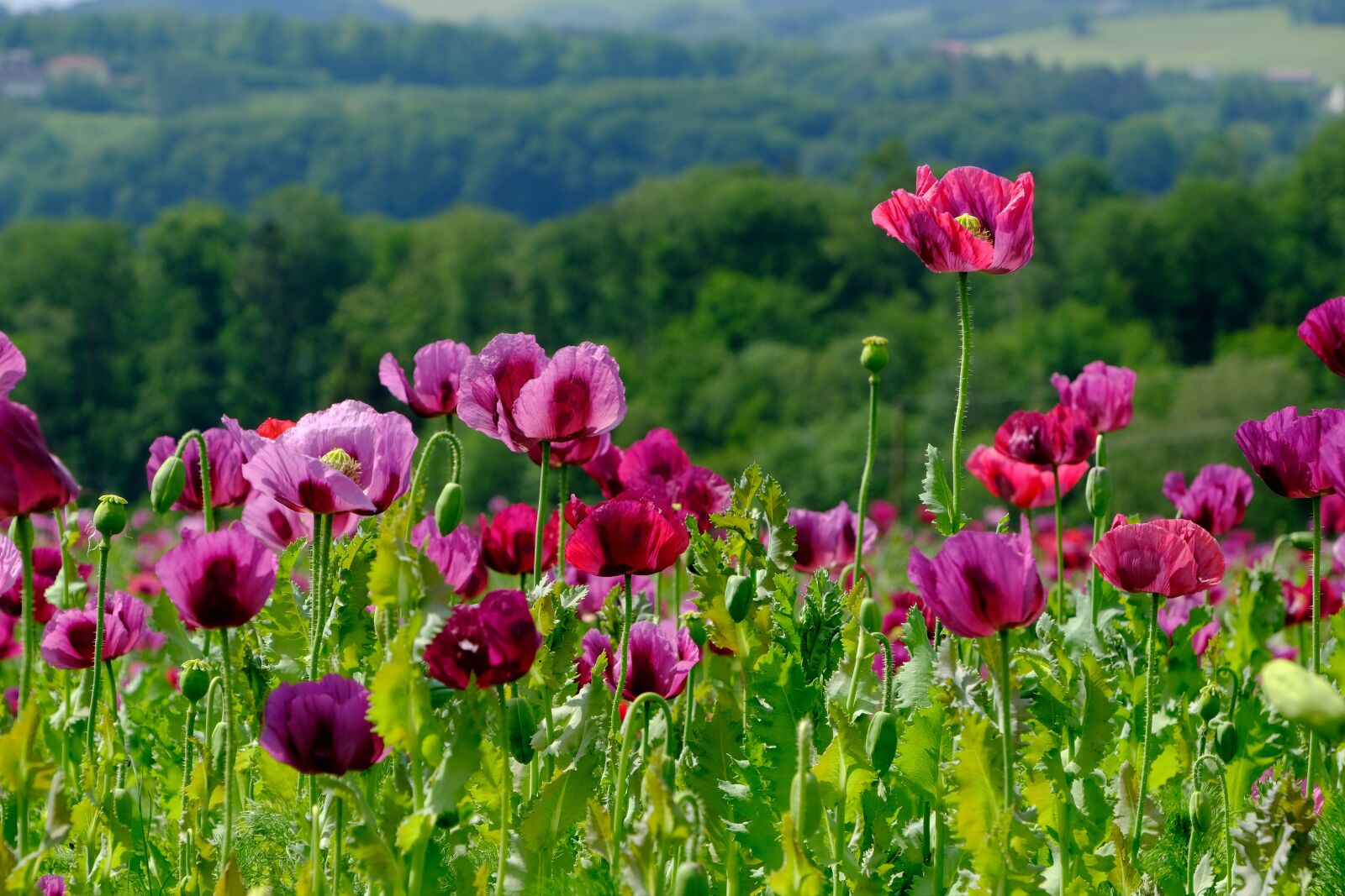 Fujifilm X-T3 sample photo. Poppy, violet, poppy flower photography