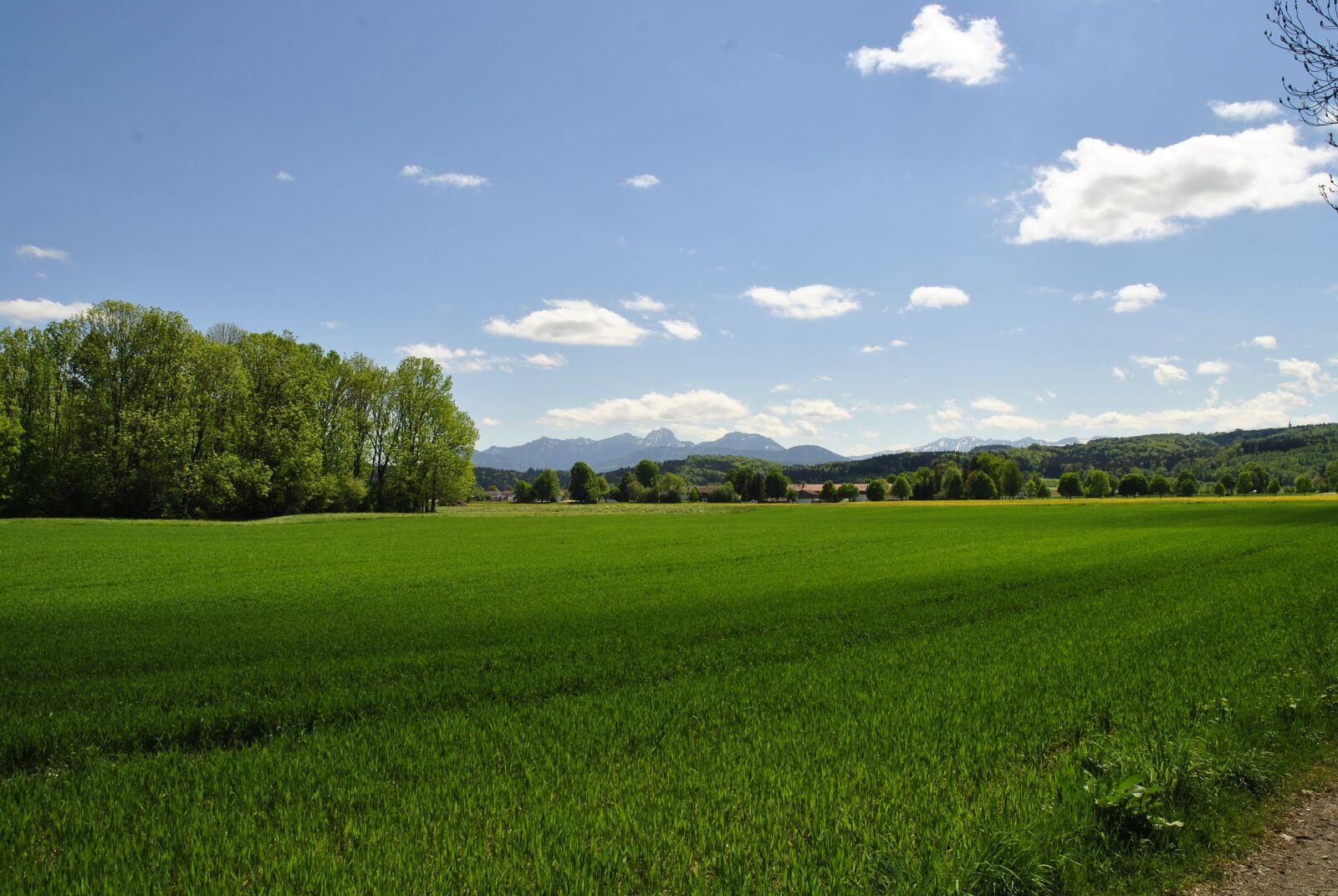 Nikon D3000 sample photo. Landscape, field, grass photography