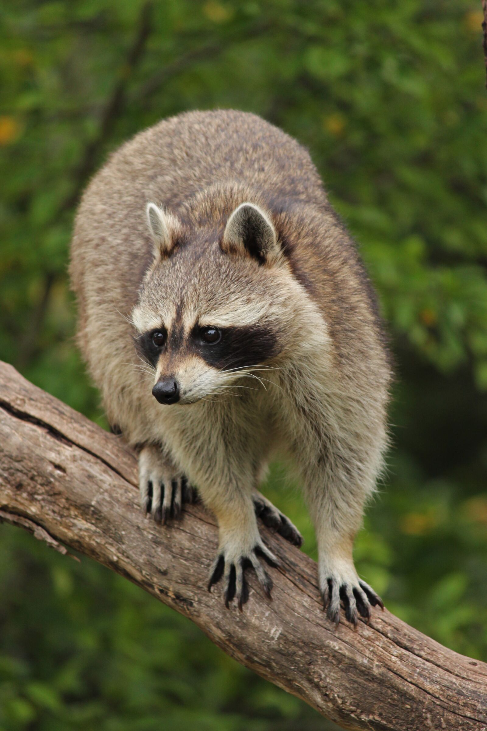 Canon EOS 650D (EOS Rebel T4i / EOS Kiss X6i) + Canon EF-S 55-250mm F4-5.6 IS II sample photo. Raccoon, animal, tree photography