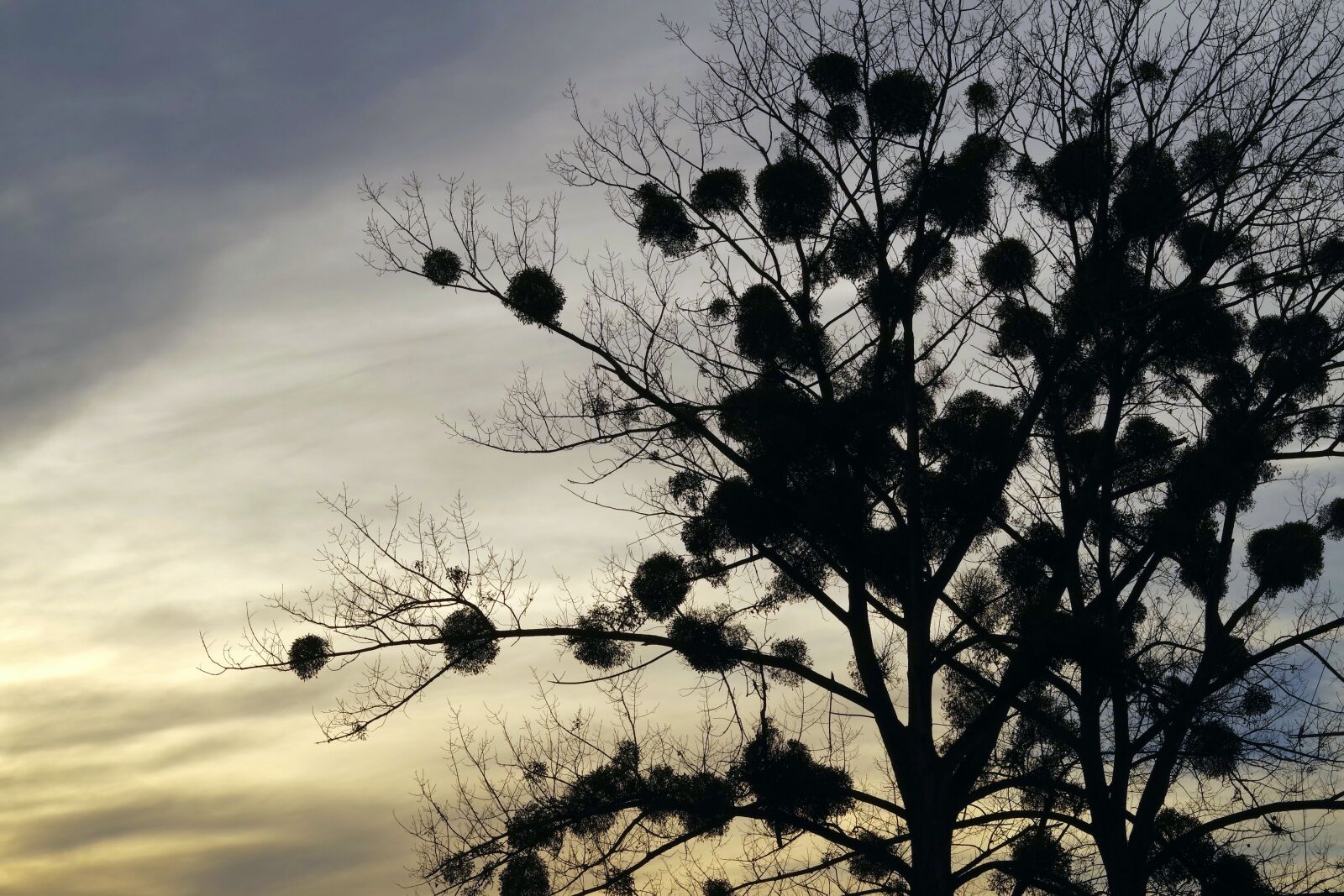 Pentax K-S2 sample photo. Mistletoe, tree, the parasite photography