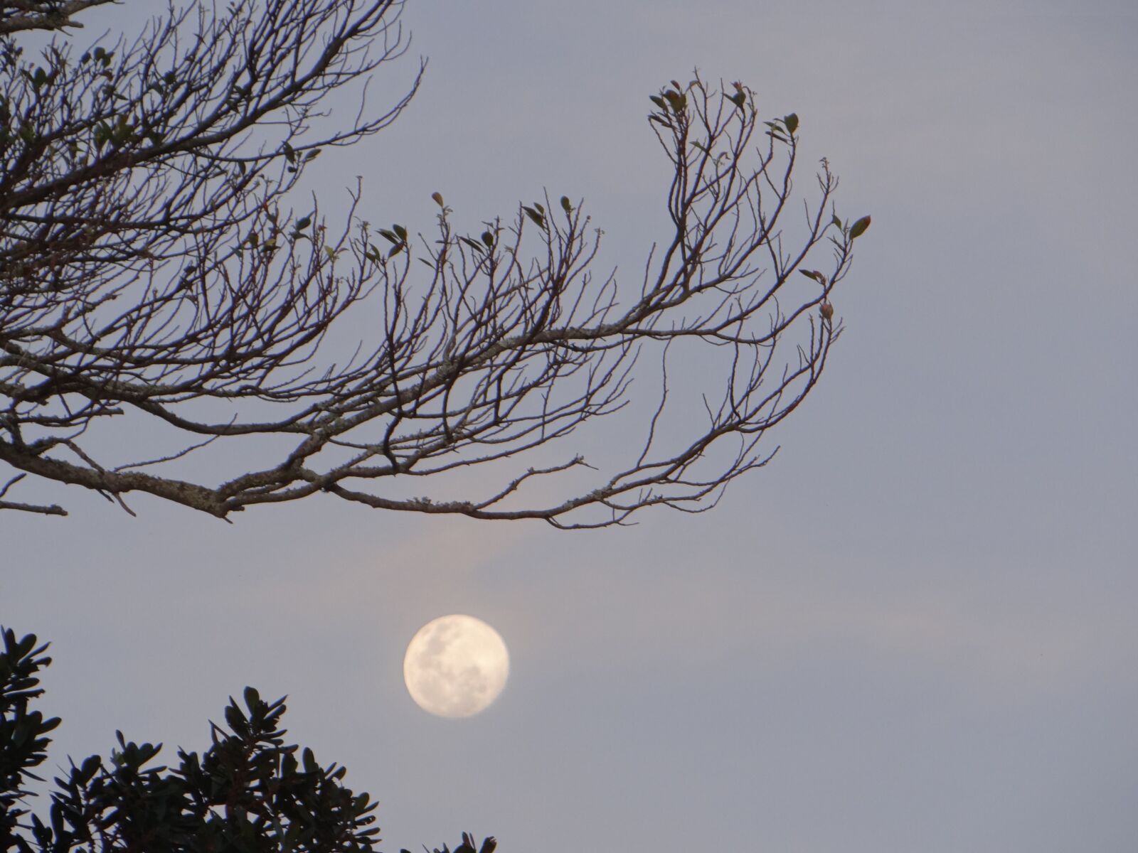 Sony Cyber-shot DSC-HX100V sample photo. Moonlight, moon, tree photography