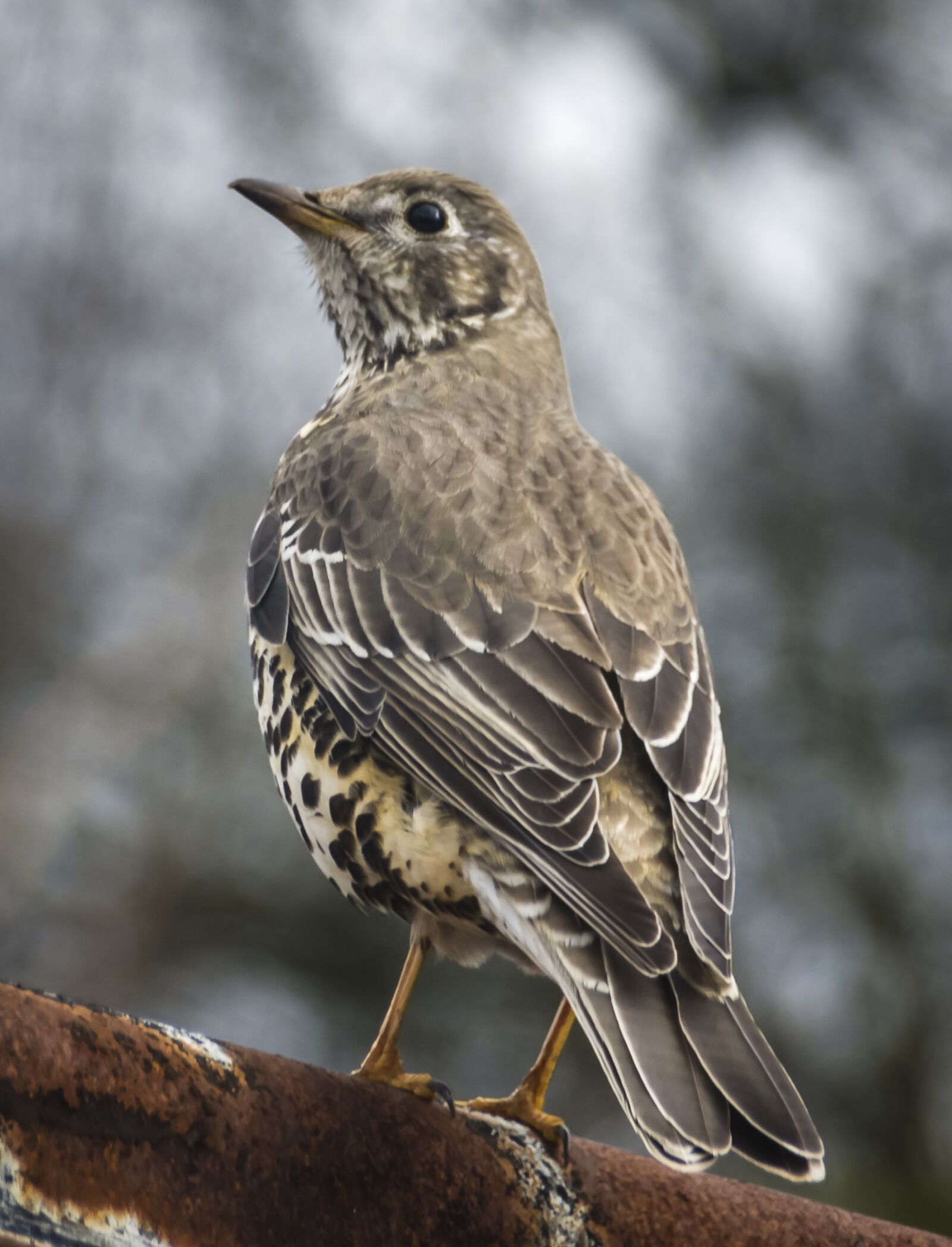 Nikon D7200 sample photo. Bird, songbird, thrush photography