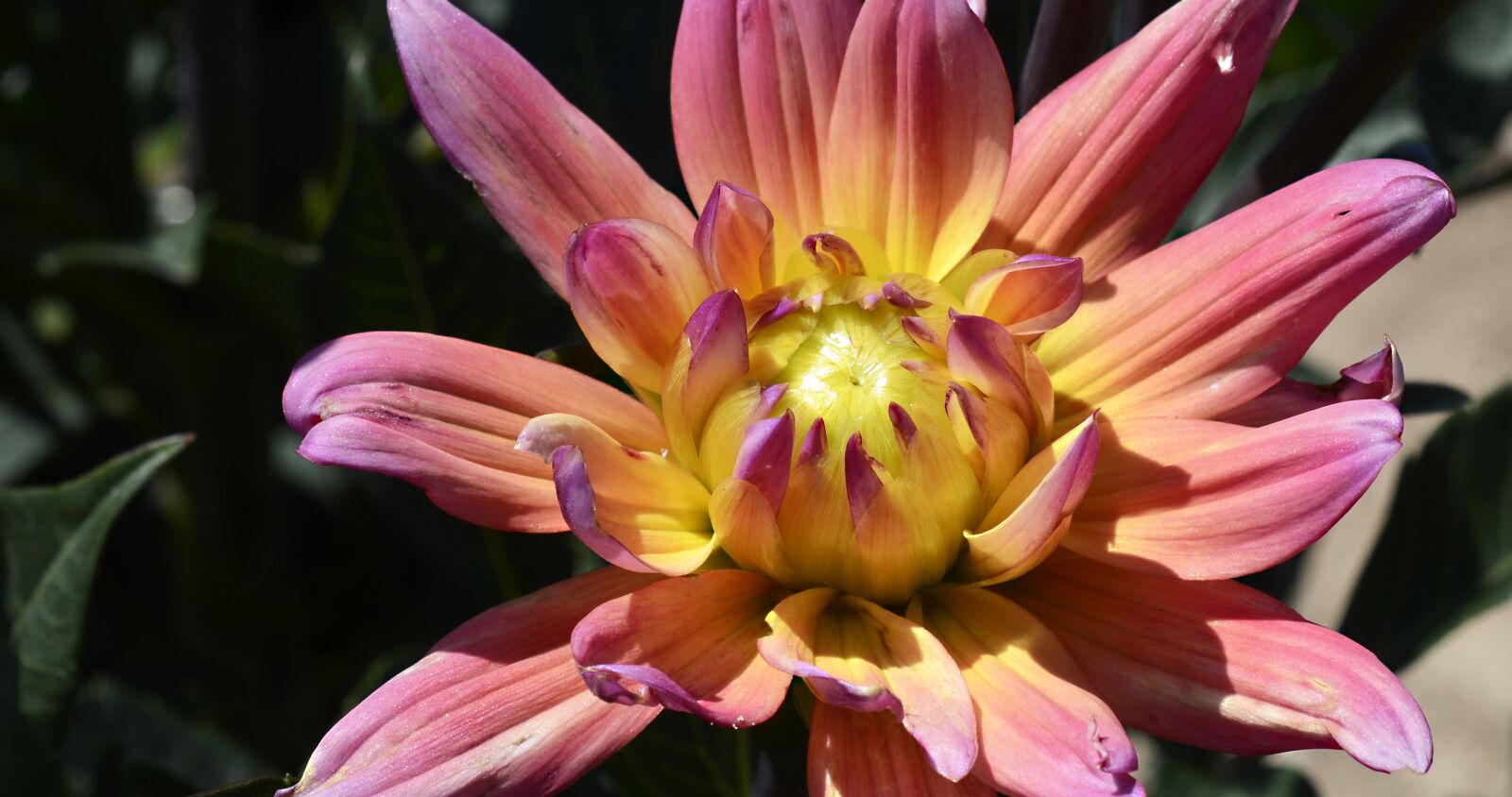 Nikon D7100 sample photo. Dahlia, flower, blossom photography