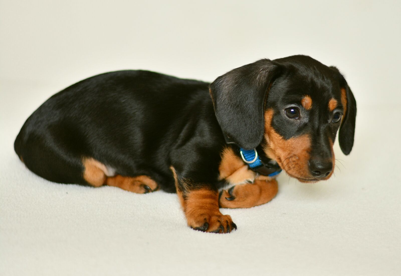 Nikon D5200 sample photo. Dachshund, puppy, young animal photography