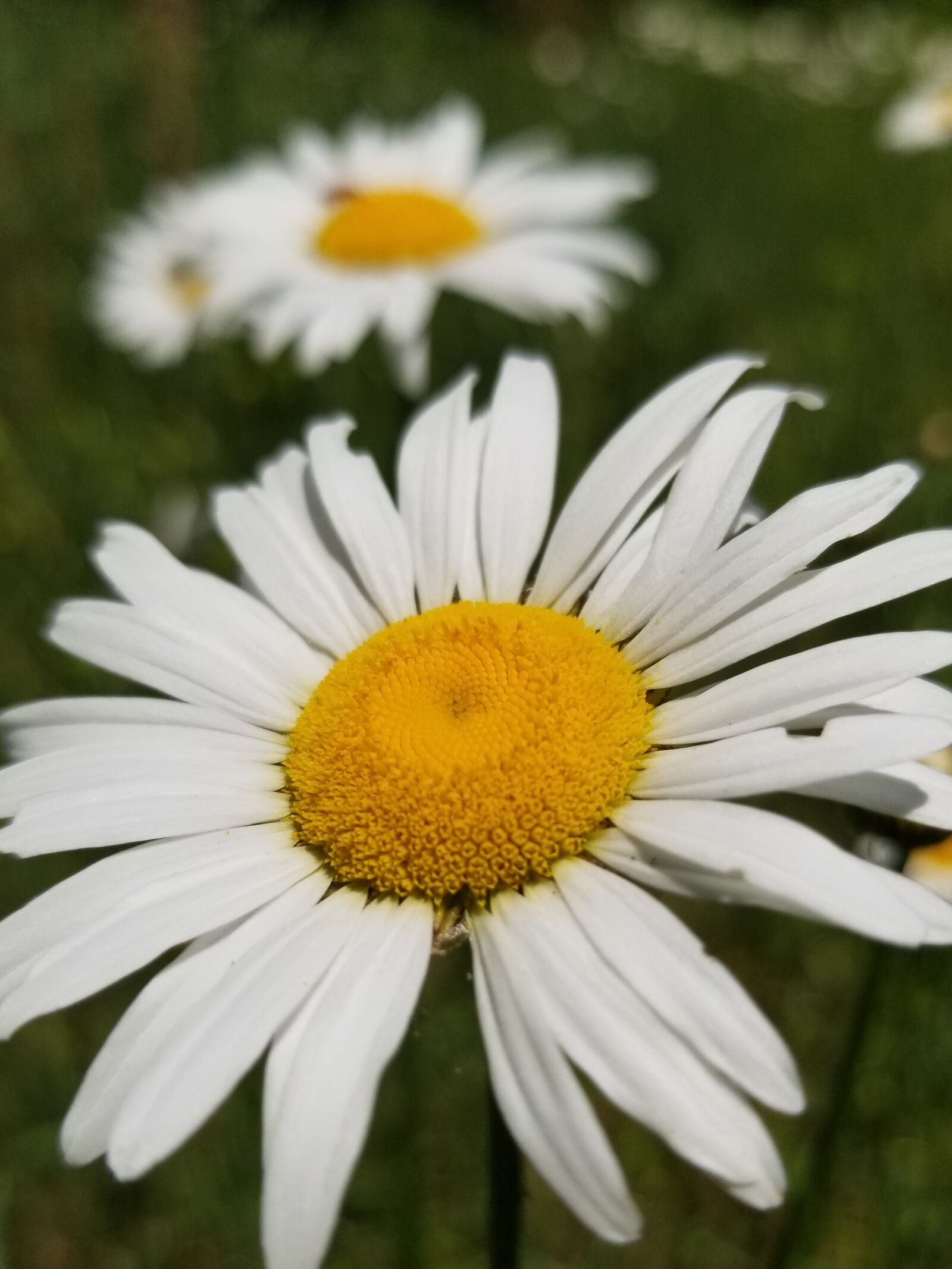 Samsung Galaxy S8+ sample photo. Flower, plant, nature photography