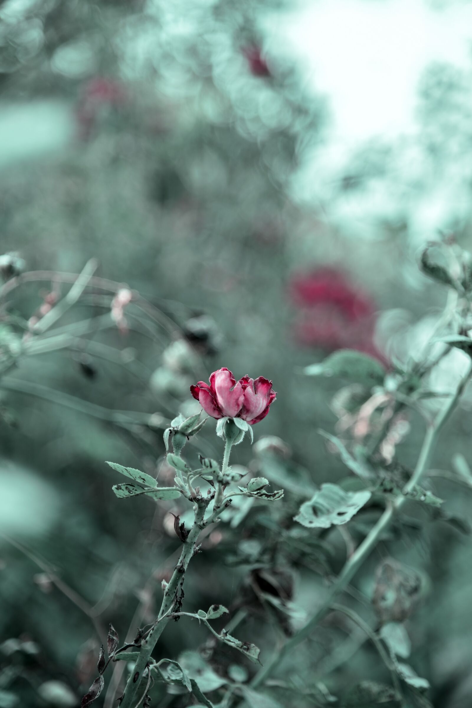 Nikon D750 sample photo. Rose, flower, red photography