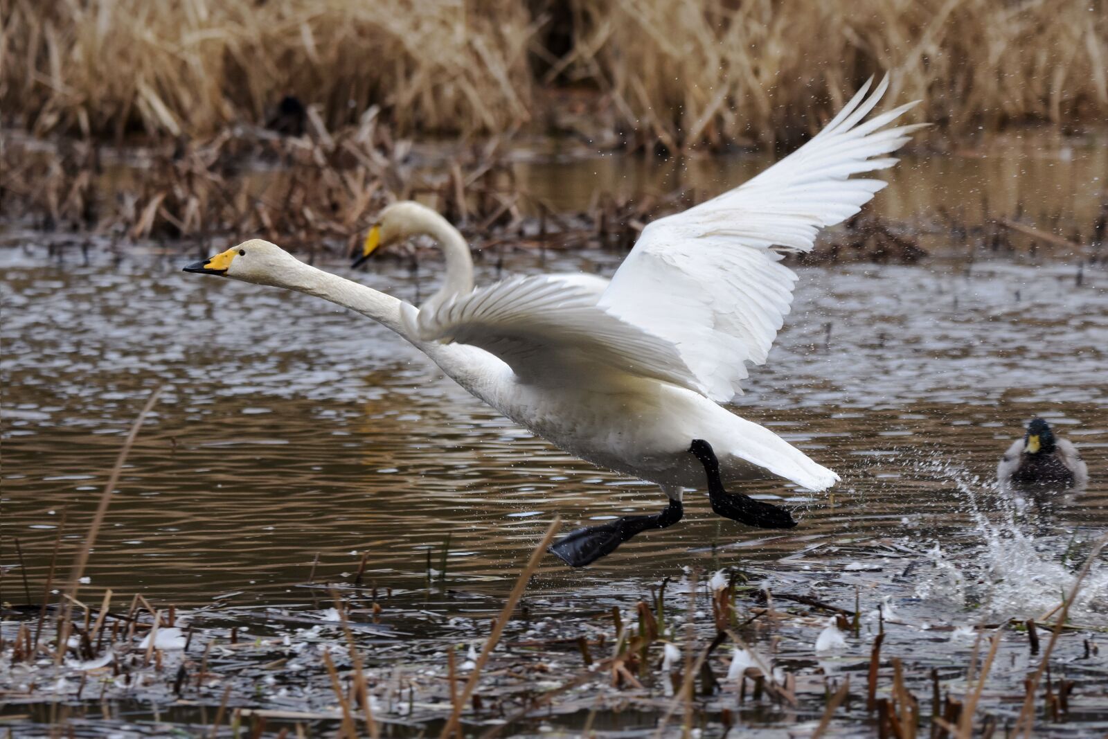 Nikon D7200 sample photo. Animal, pond, water photography