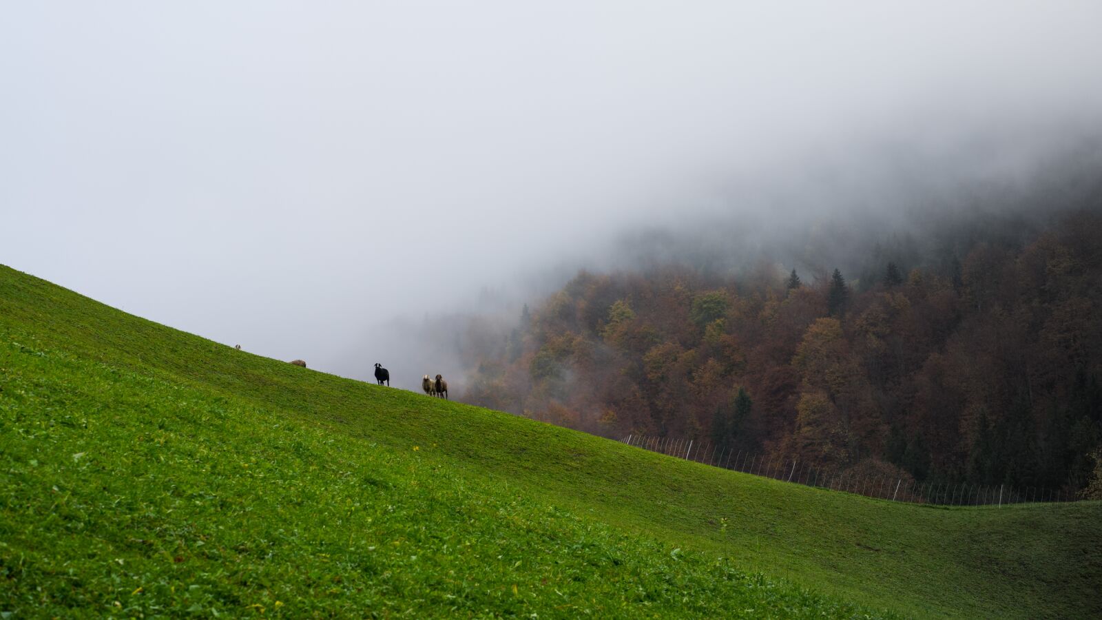 Sony a7 + Sony FE 85mm F1.8 sample photo. Berchtesgadener land, winter, fog photography