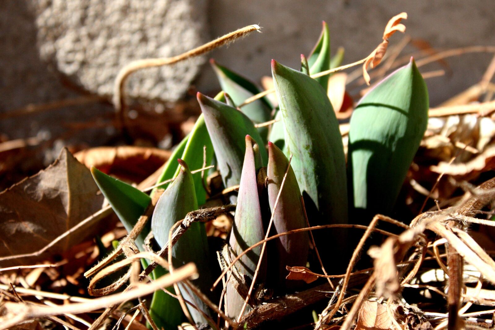 f/3.5-5.6 IS sample photo. Tulips, sprouting, ground, spring photography