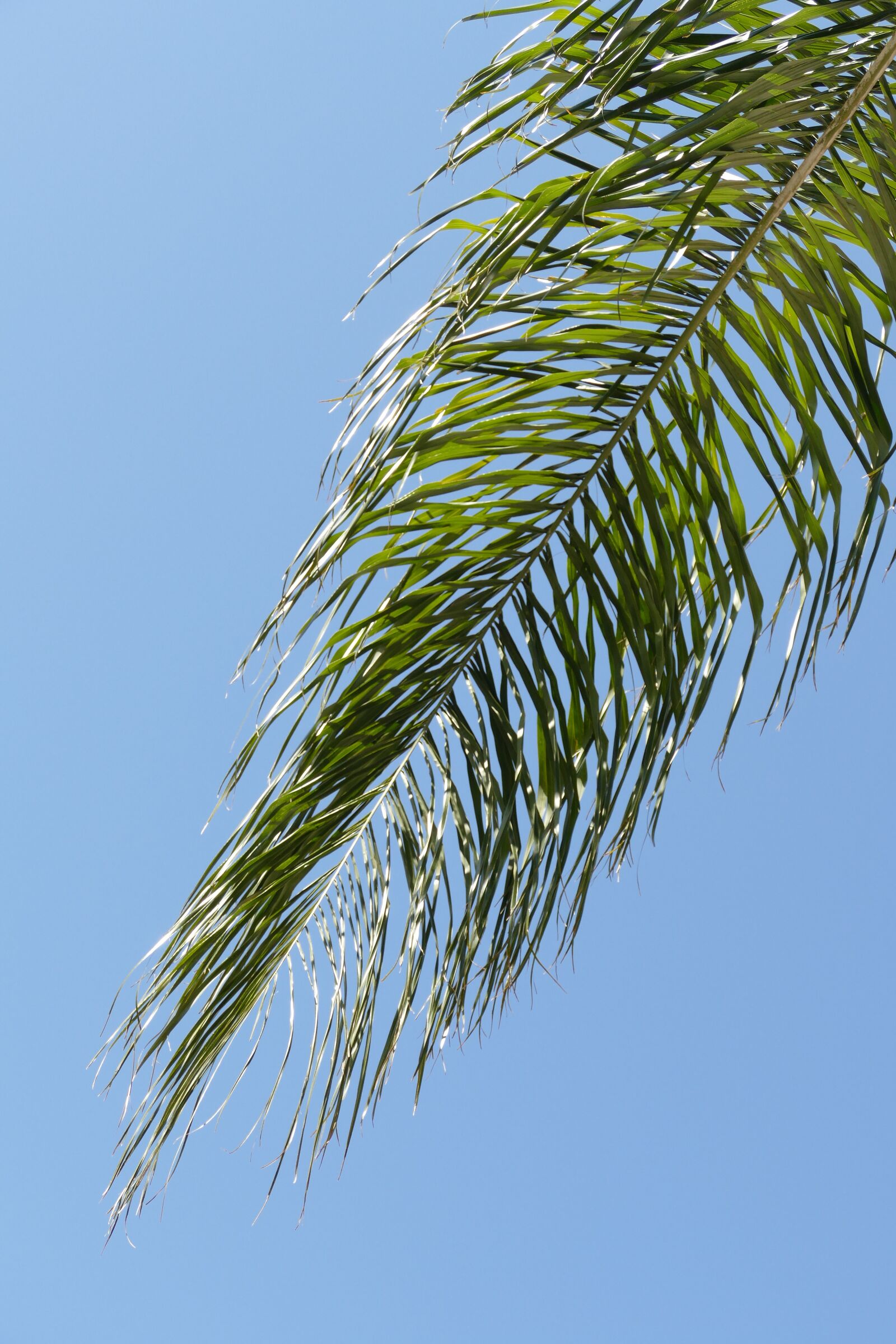 Panasonic Lumix DMC-FZ1000 sample photo. Sheet, branch, ear of photography