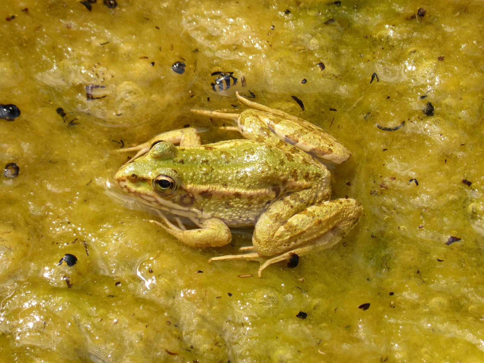 Panasonic DMC-FZ62 sample photo. Frog, green frog, pond photography