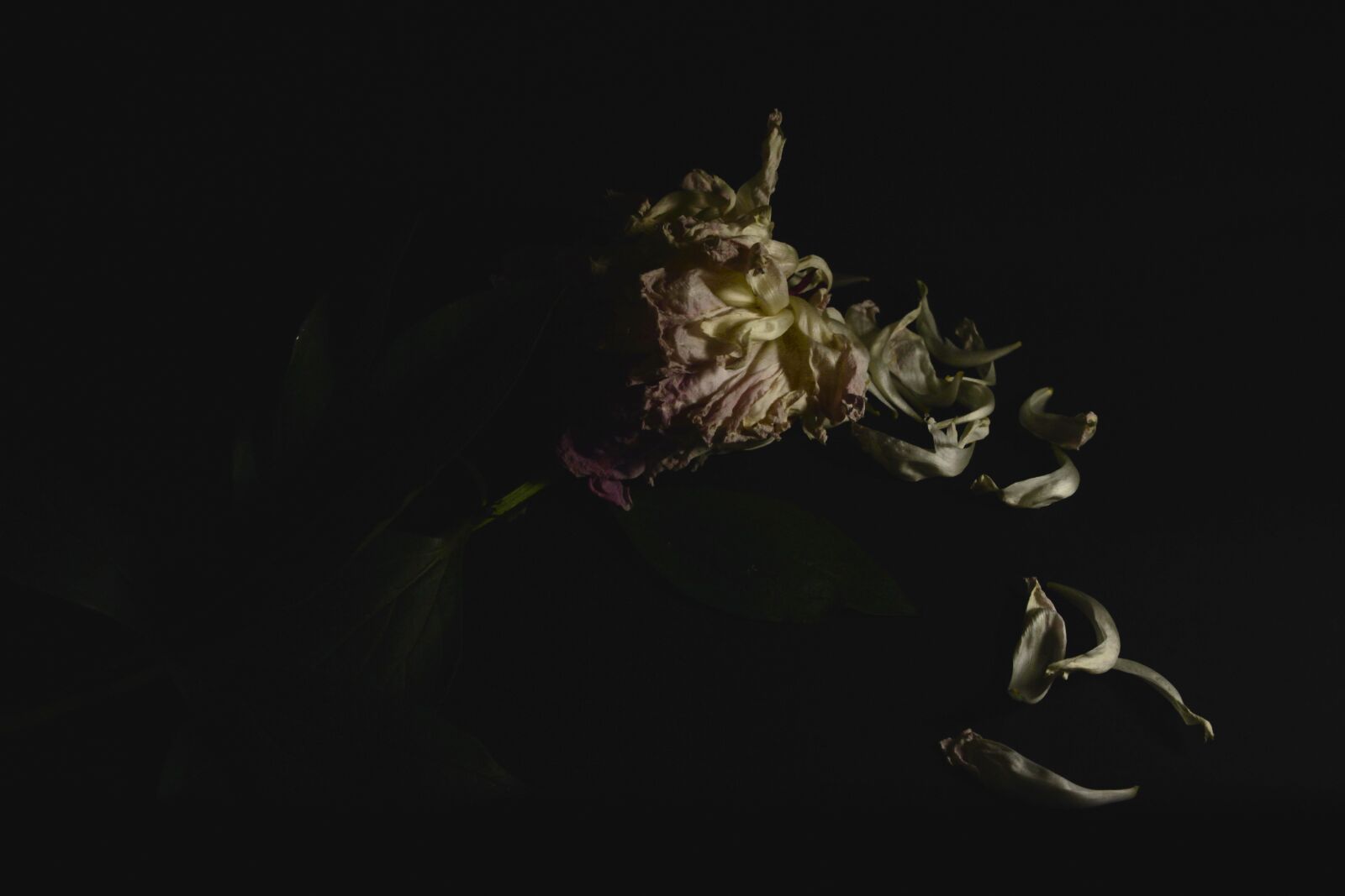 Canon EOS 600D (Rebel EOS T3i / EOS Kiss X5) sample photo. Peony, black background, flowers photography