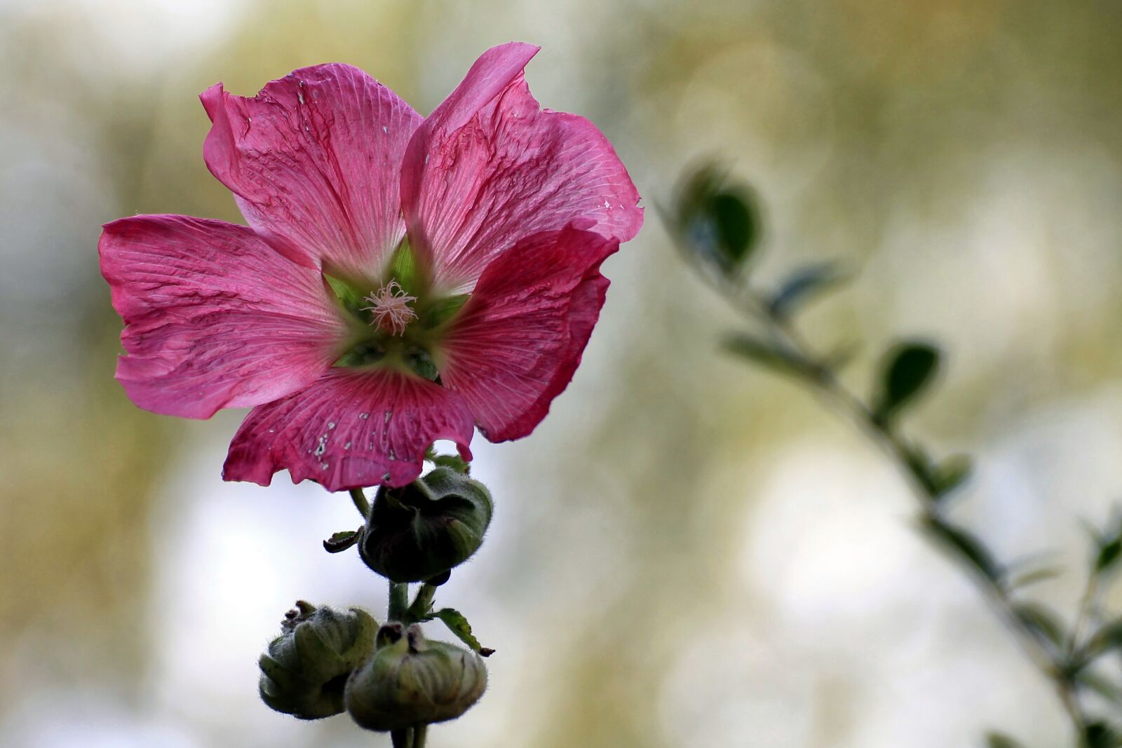Canon EOS 1100D (EOS Rebel T3 / EOS Kiss X50) sample photo. Mallow, stock rose, blossom photography