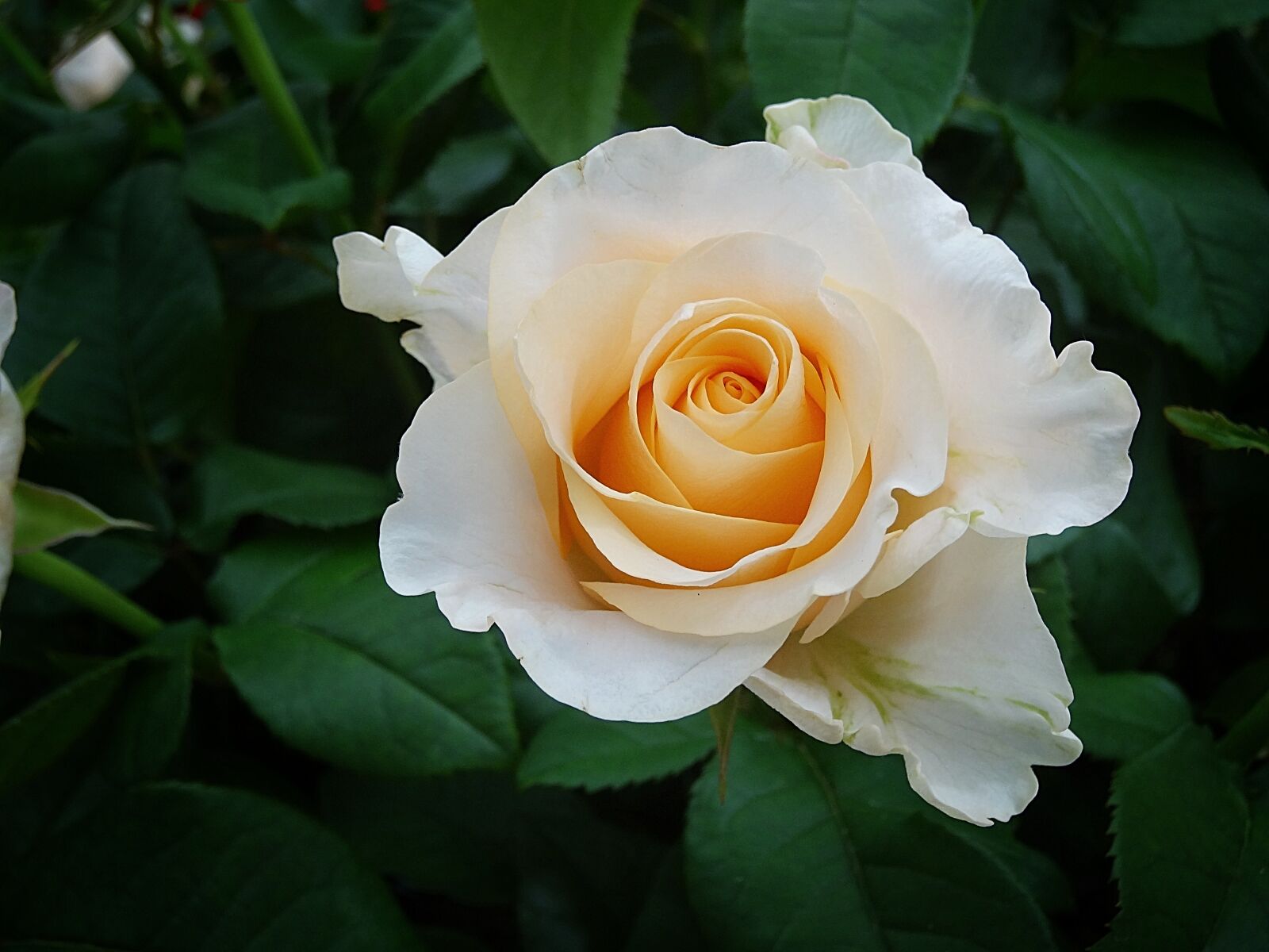 Sony Cyber-shot DSC-HX20V sample photo. Rose, white rose, rose photography