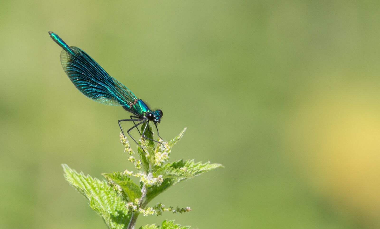 Canon EOS 5D Mark III + 150-600mm F5-6.3 DG OS HSM | Contemporary 015 sample photo. Banded demoiselle, dragonfly, blue photography