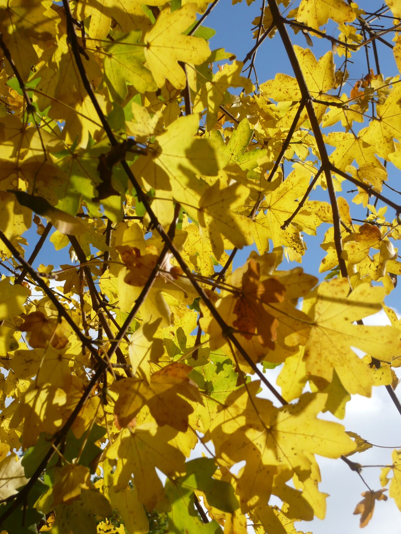 Panasonic DMC-FX10 sample photo. Autumn, leaves, october photography