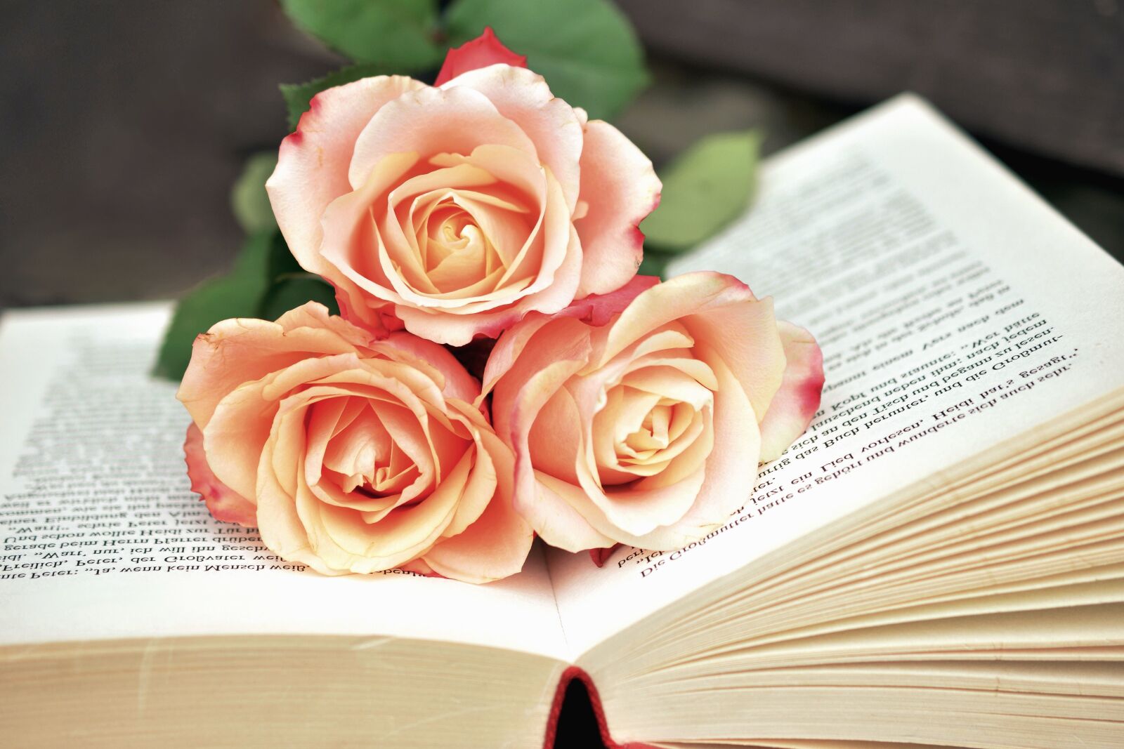 Nikon D5200 sample photo. Rose, book, flowers, love photography