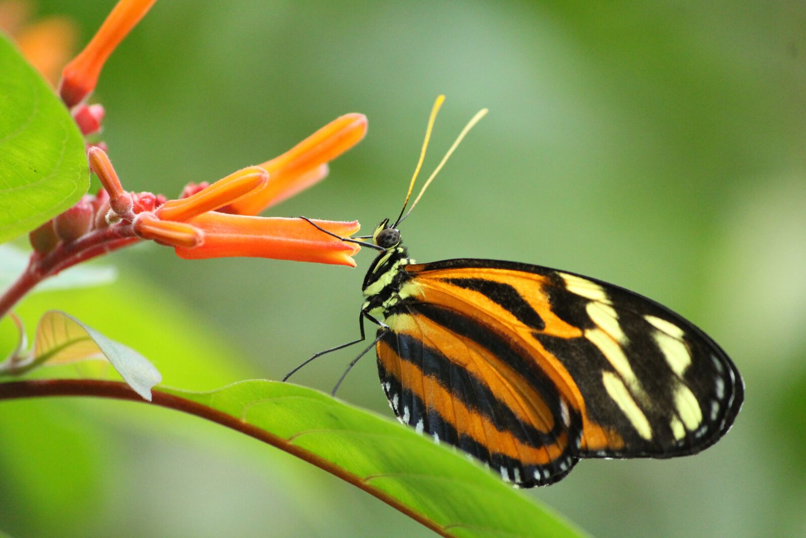 Canon EOS 1200D (EOS Rebel T5 / EOS Kiss X70 / EOS Hi) sample photo. Butterfly, zoo, nature photography