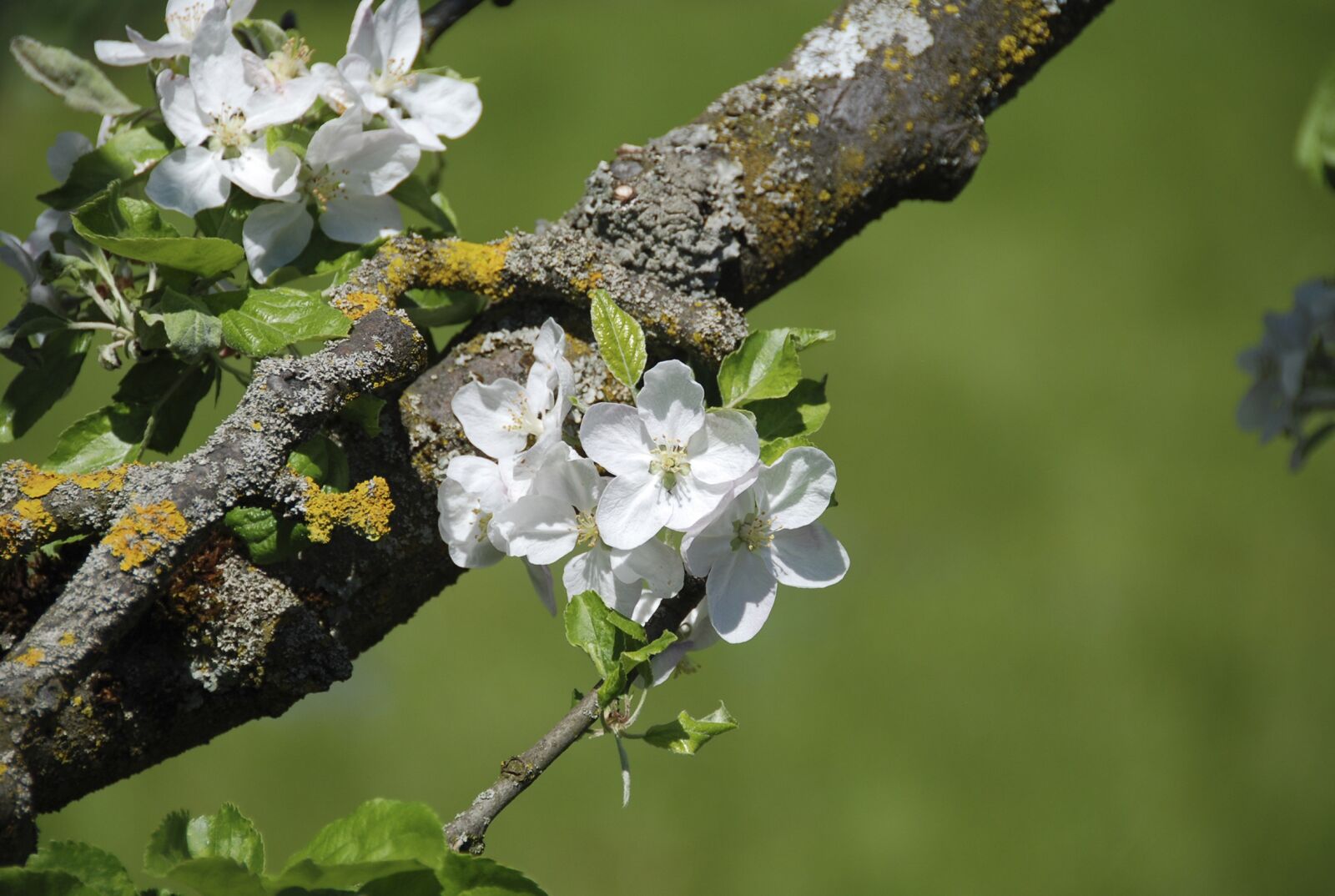 Nikon D80 sample photo. Spring, blossom, bloom photography