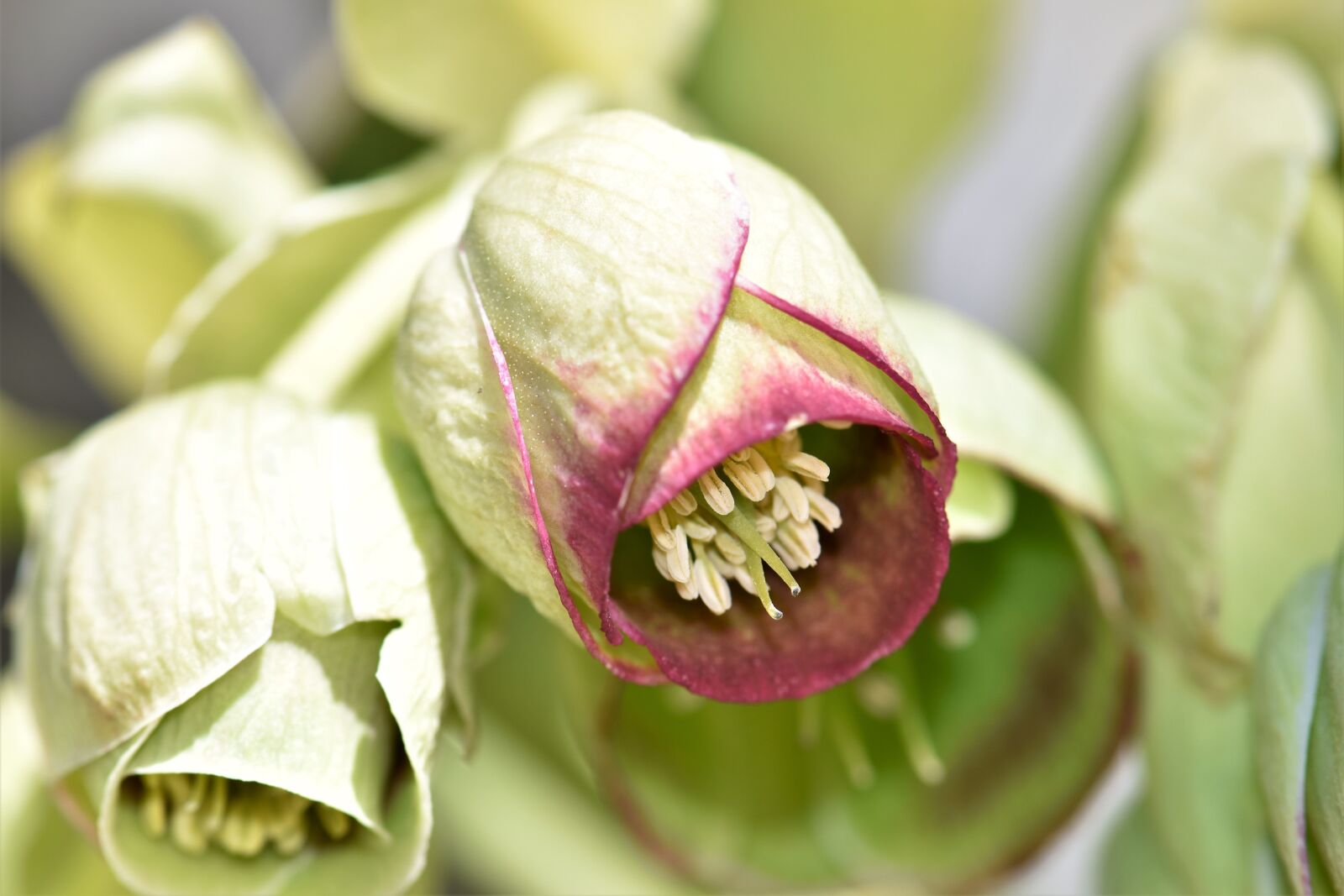 Nikon D5500 sample photo. Nature, flower, leaf photography