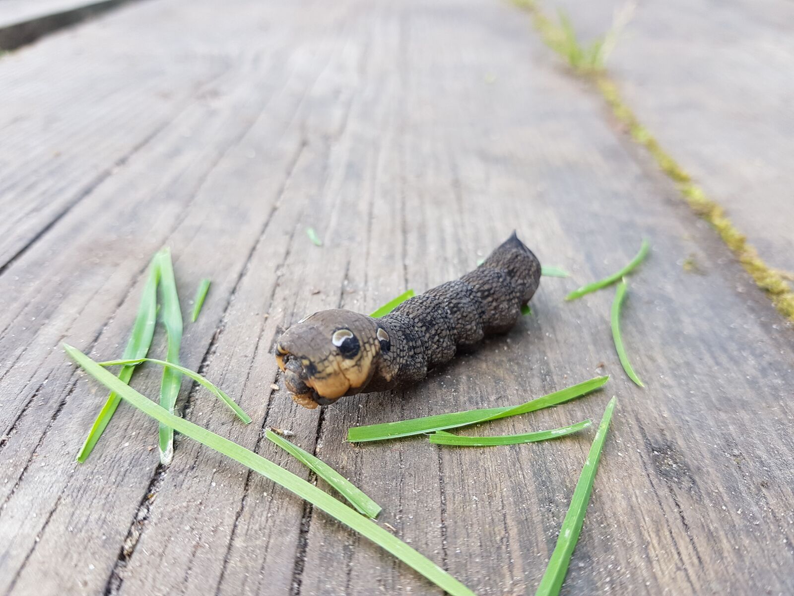 Samsung Galaxy S7 sample photo. Caterpillar, insects, nature photography