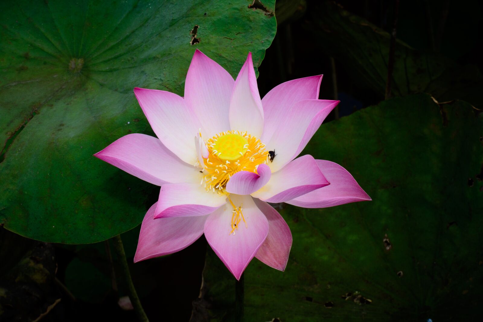 Nikon D7100 sample photo. Flower, pink, green photography