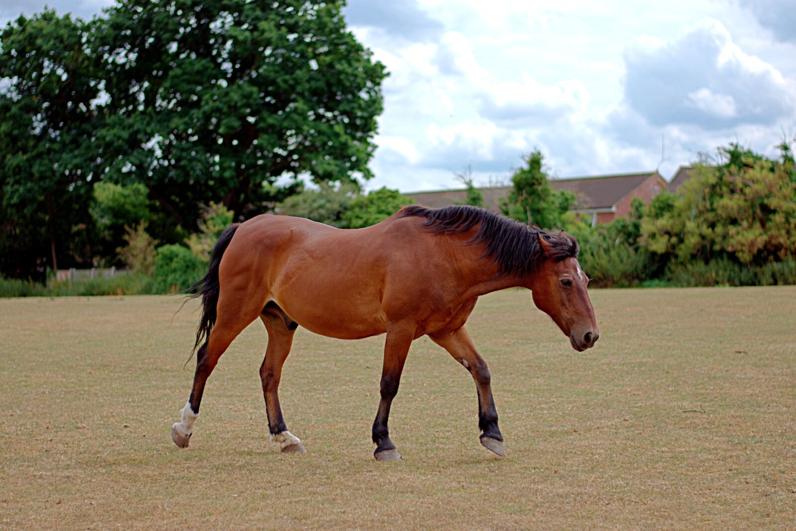 Nikon D3400 sample photo. Horse, field, fence photography