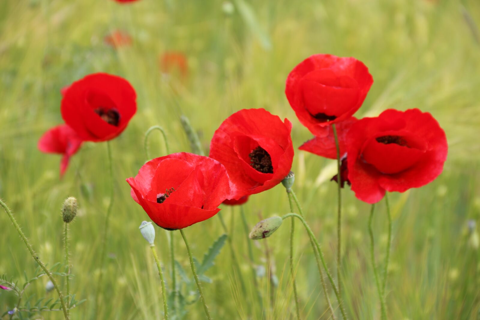 Canon EF-S 18-135mm F3.5-5.6 IS sample photo. Papaver rhoeas, flower, plant photography