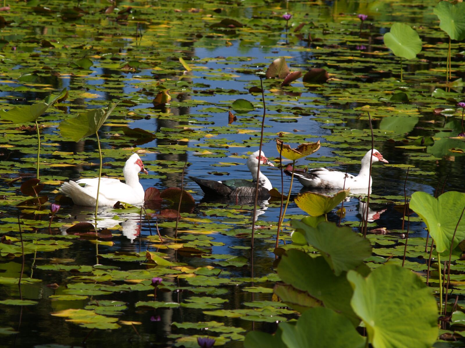 Olympus E-300 (EVOLT E-300) sample photo. Bird, duck, barbarism photography