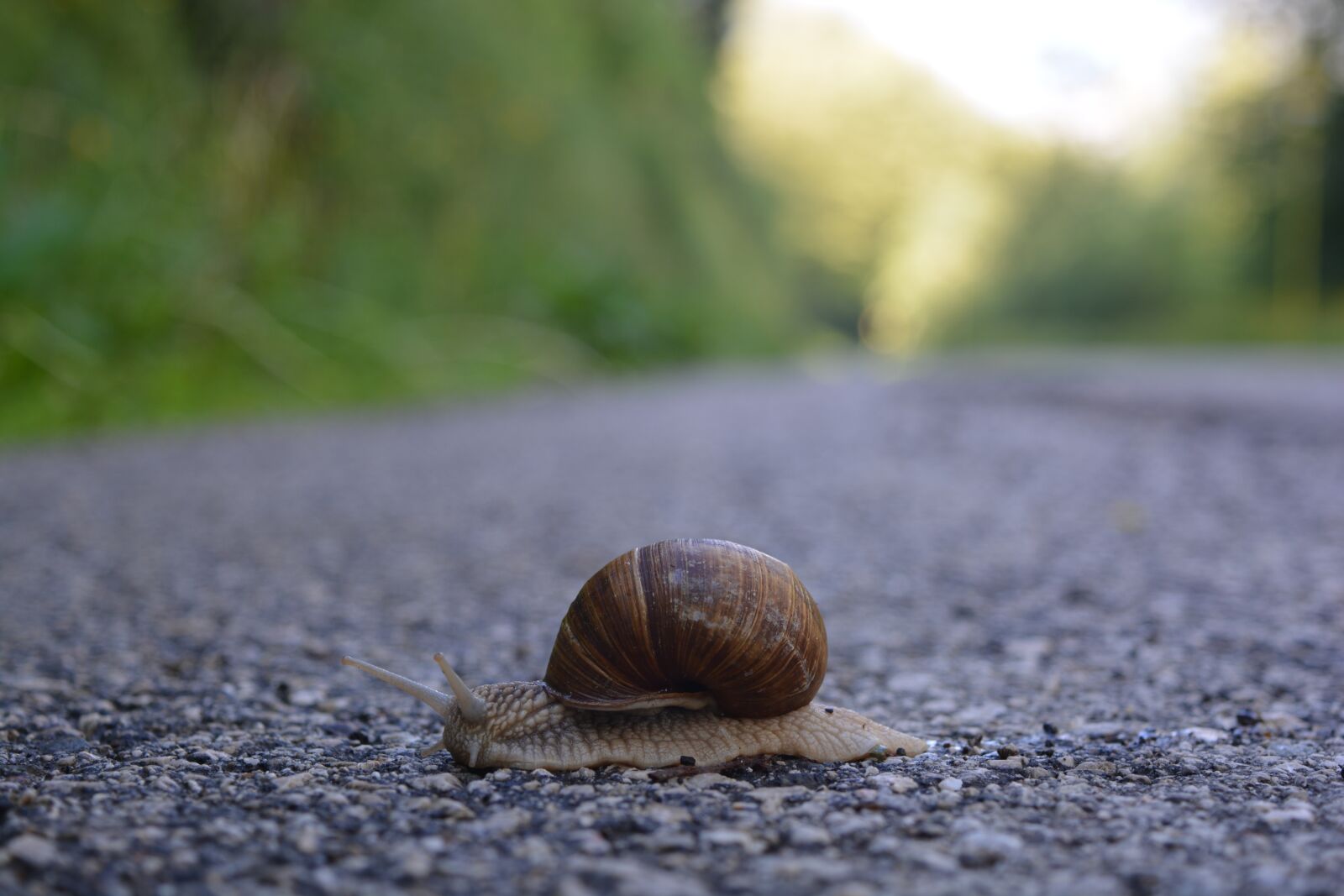 Nikon D5200 sample photo. Snail, crawl, slimy photography