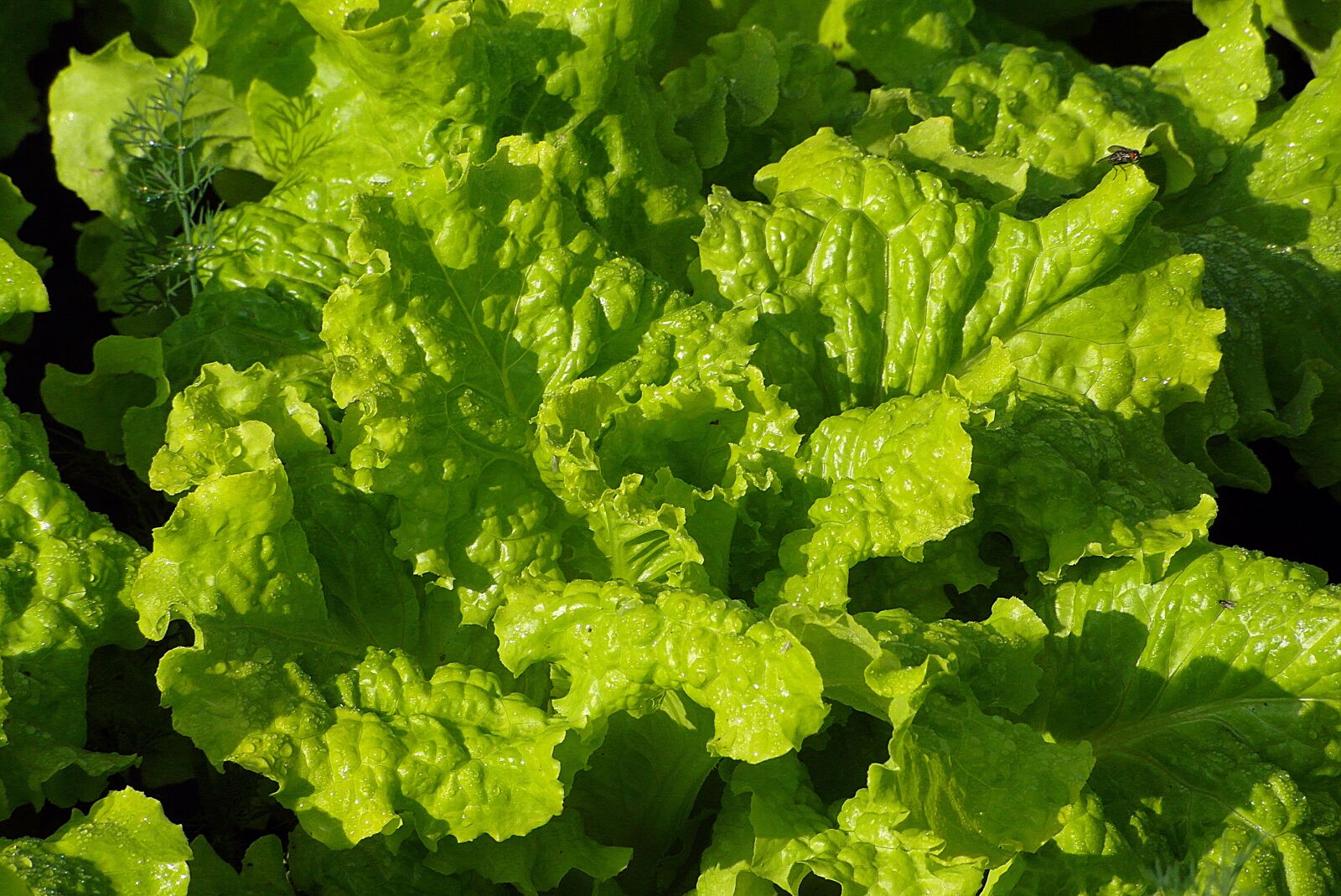 Samsung WB750 sample photo. Lettuce, green, food photography