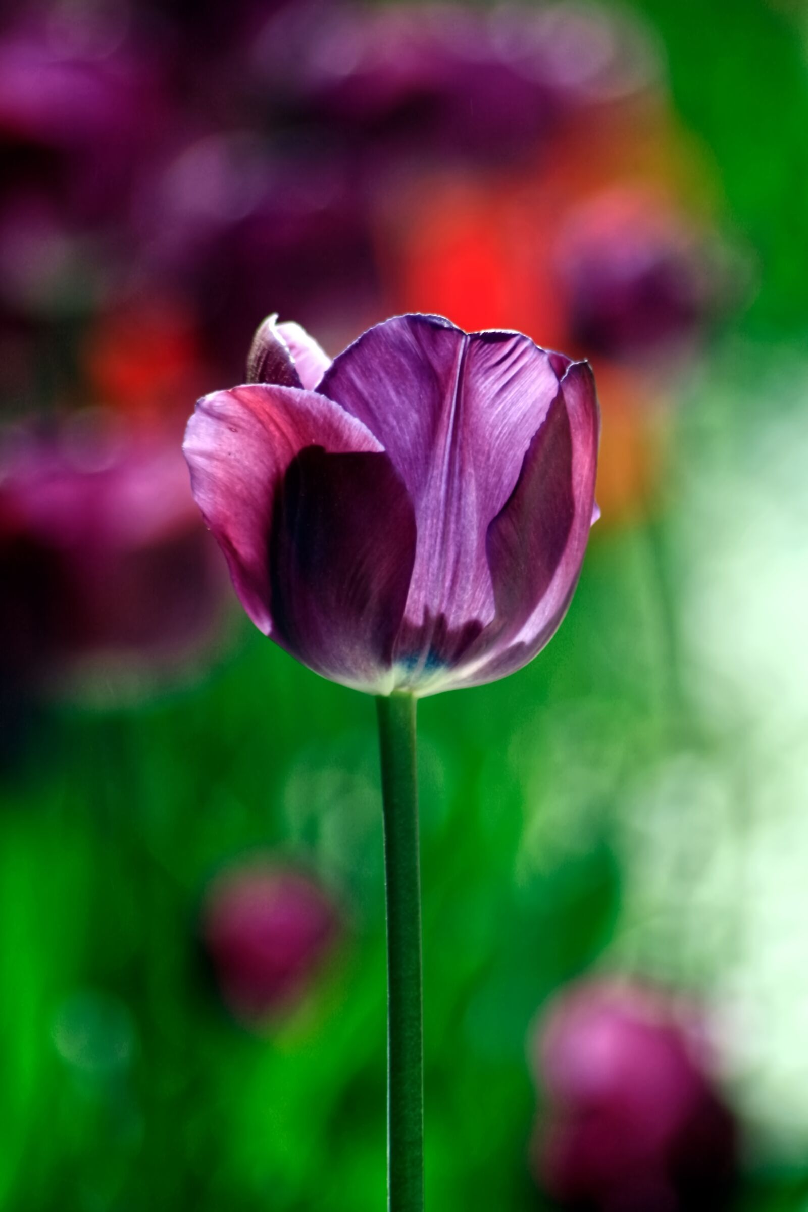 Canon EOS 400D (EOS Digital Rebel XTi / EOS Kiss Digital X) sample photo. Tulip, flower, purple flower photography
