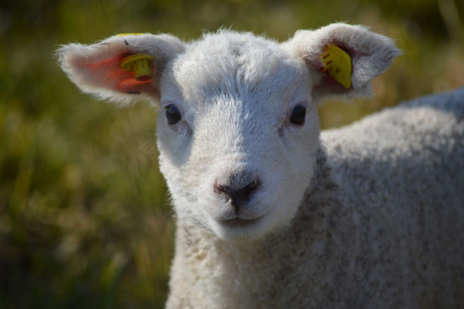 Nikon D3200 sample photo. Lamb, sheep photography