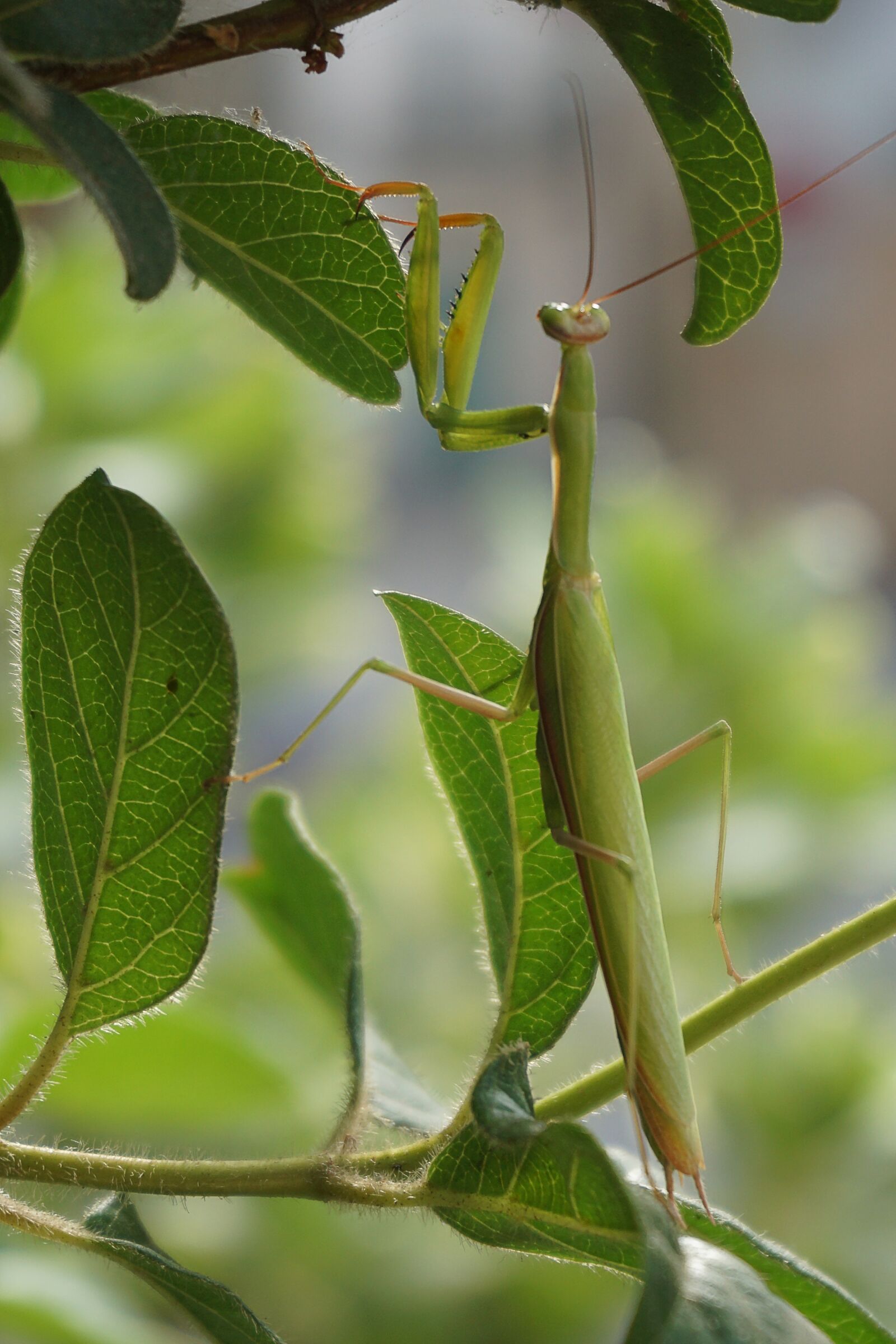 Sony a5100 sample photo. Insect, praying mantis, scare photography