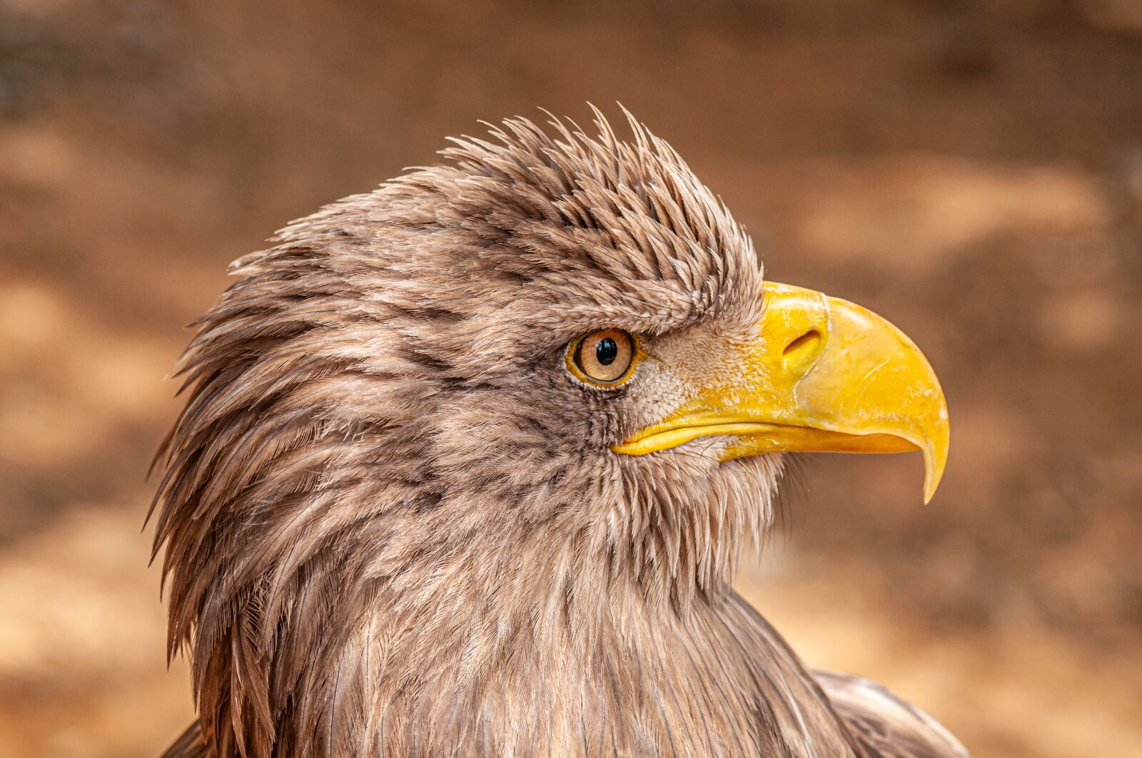 Nikon D300 sample photo. Eagle, portrait, predator photography
