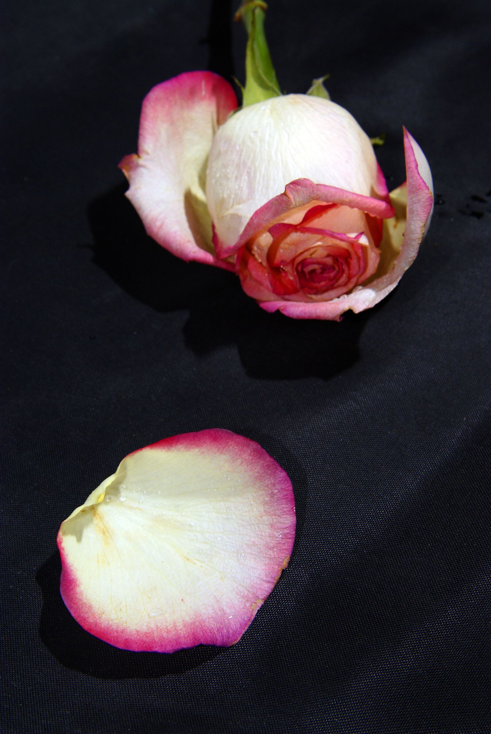 Sony Alpha DSLR-A100 sample photo. Rose, flower, one photography