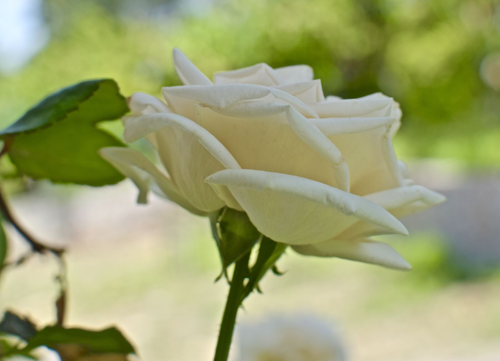 Nikon D5300 sample photo. White rose, flower, nature photography