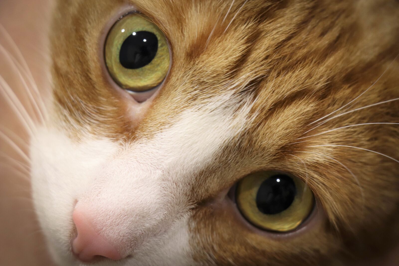 Canon EOS 77D (EOS 9000D / EOS 770D) sample photo. Cat, portrait, eyes photography