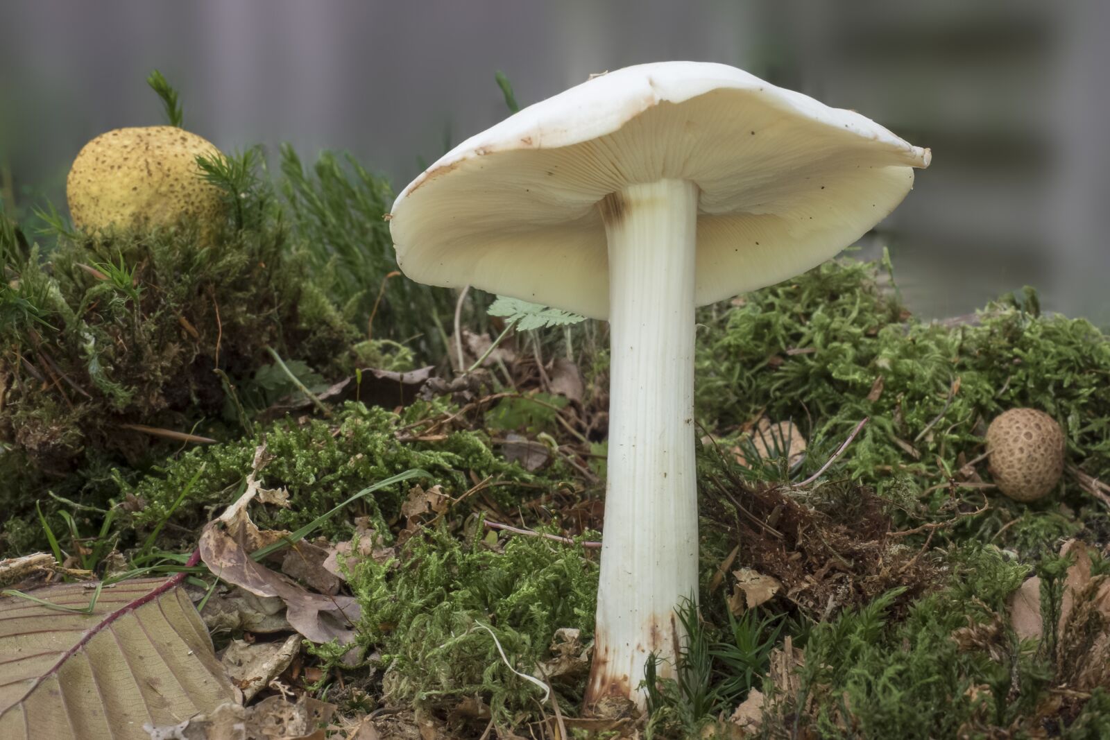 Olympus OM-D E-M5 II + Olympus M.Zuiko Digital ED 12-40mm F2.8 Pro sample photo. Mushroom, white, lamellar photography
