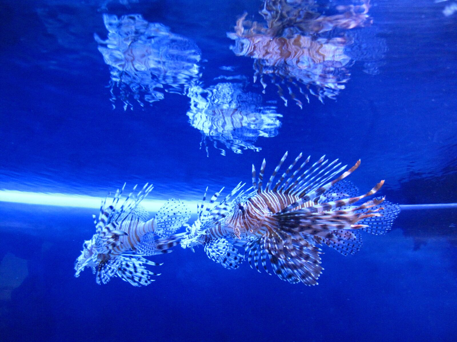 Canon PowerShot G10 sample photo. Aquarium, water, fish photography