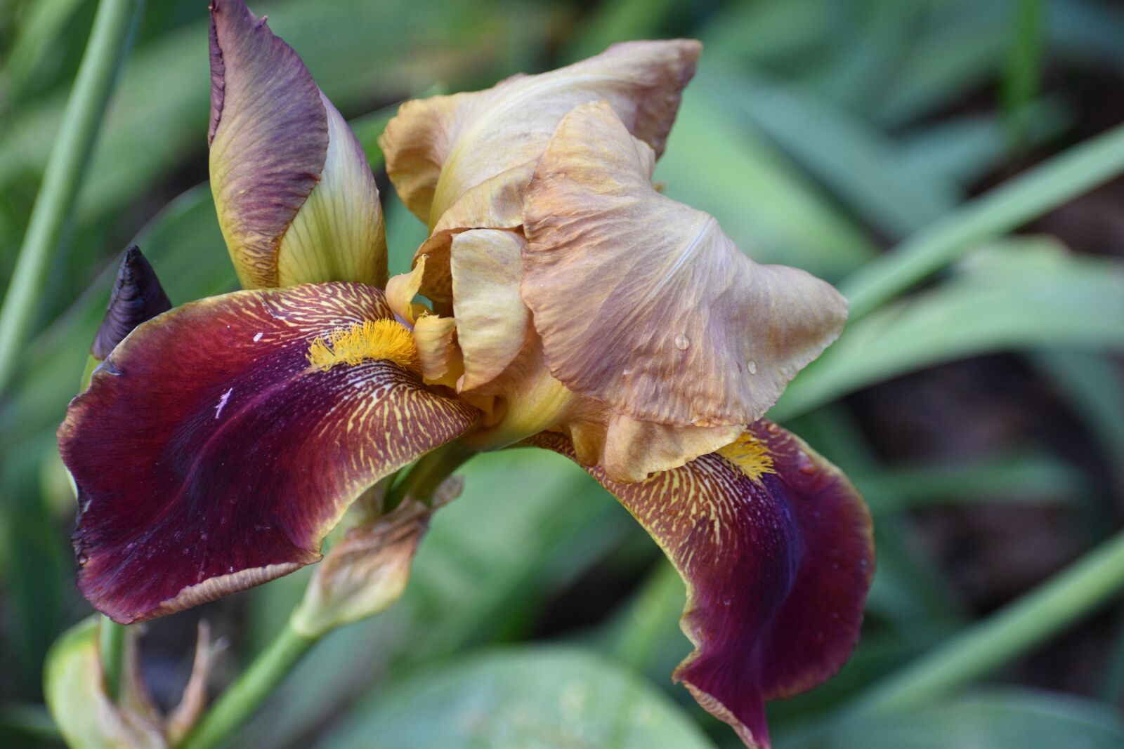 Nikon D5600 sample photo. Flower, iris, garden photography