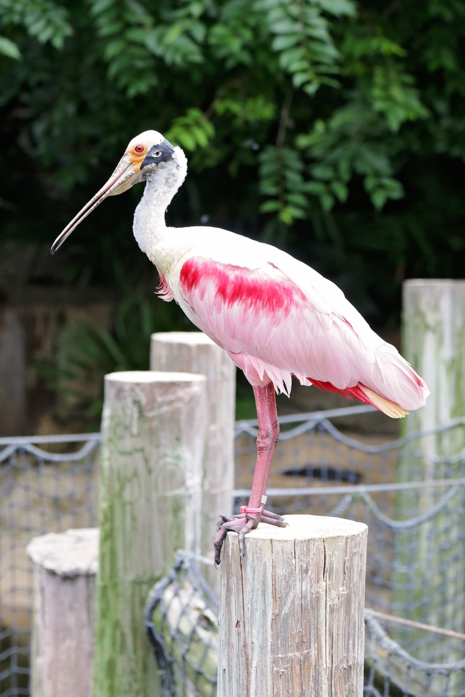 Canon EOS 70D + Canon EF 24-105mm F4L IS USM sample photo. Bird, zoo, captivity photography