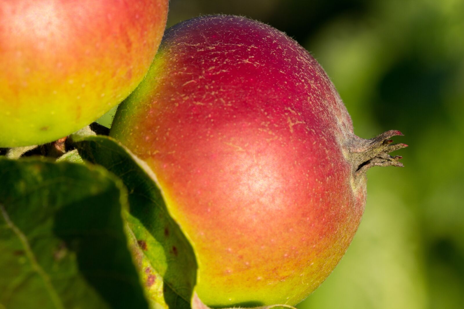 Canon EOS 60D sample photo. Apple, healthy, close up photography